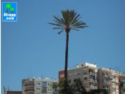 La palmera en Plaza Quintero Báez. Huelva, Andalucía